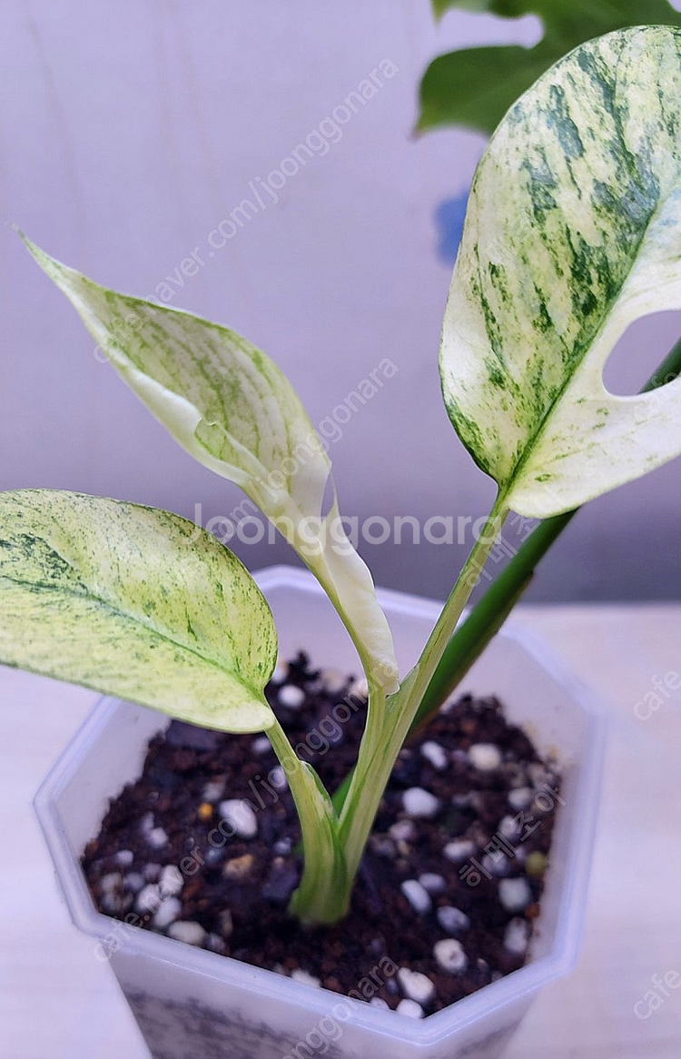 풀민트 히메, 화이트민트 히메, 무늬 히메, 핑크미칸, 마야리 바리에가타 등 여러 희귀식물 분양해요--5